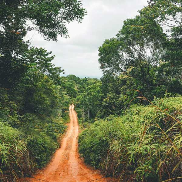 Daintree and CREB Experience